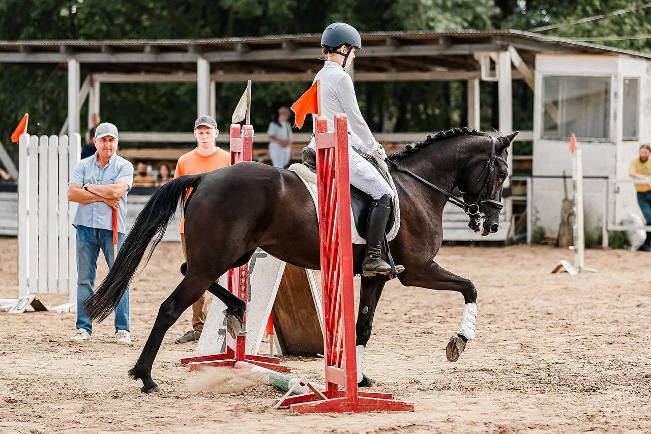 ЛЕТНИЙ КУБОК КСК «СОЗВЕЗДИЕ» по КОНКУРУ. Конный фотограф Куракина Дарья • Фотосессии с лошадьми