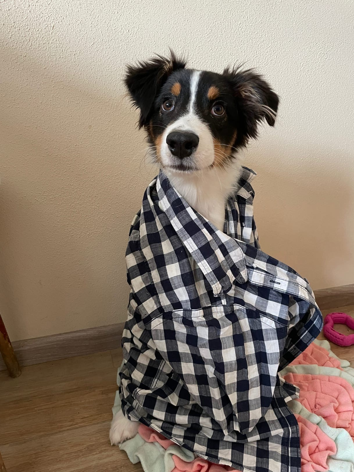 Рем. BLGKV питомник собак