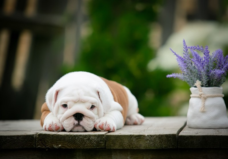 Бульдоги. Алена Кузьминская фотограф анималист Рыбинск