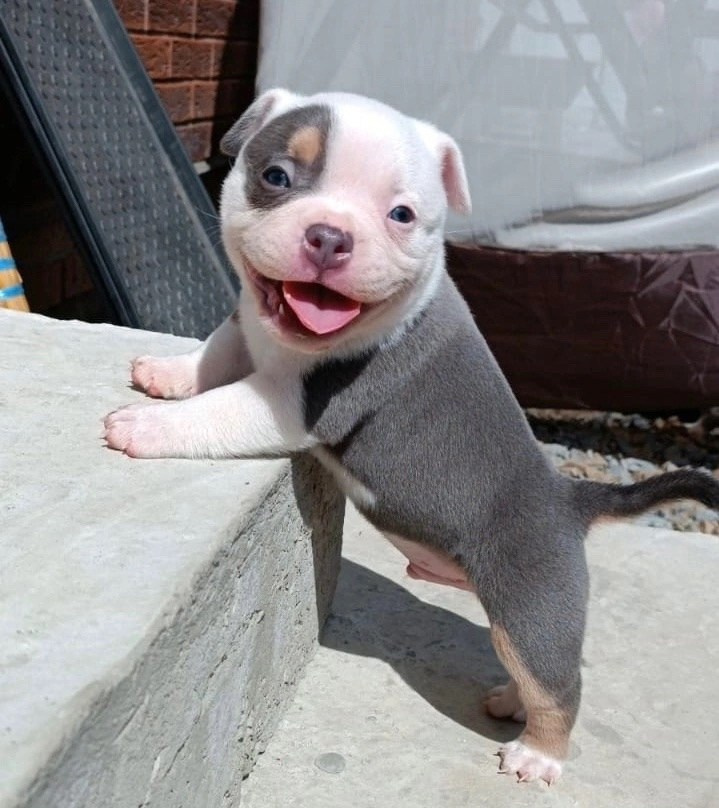 купить амбулли в Новороссийске