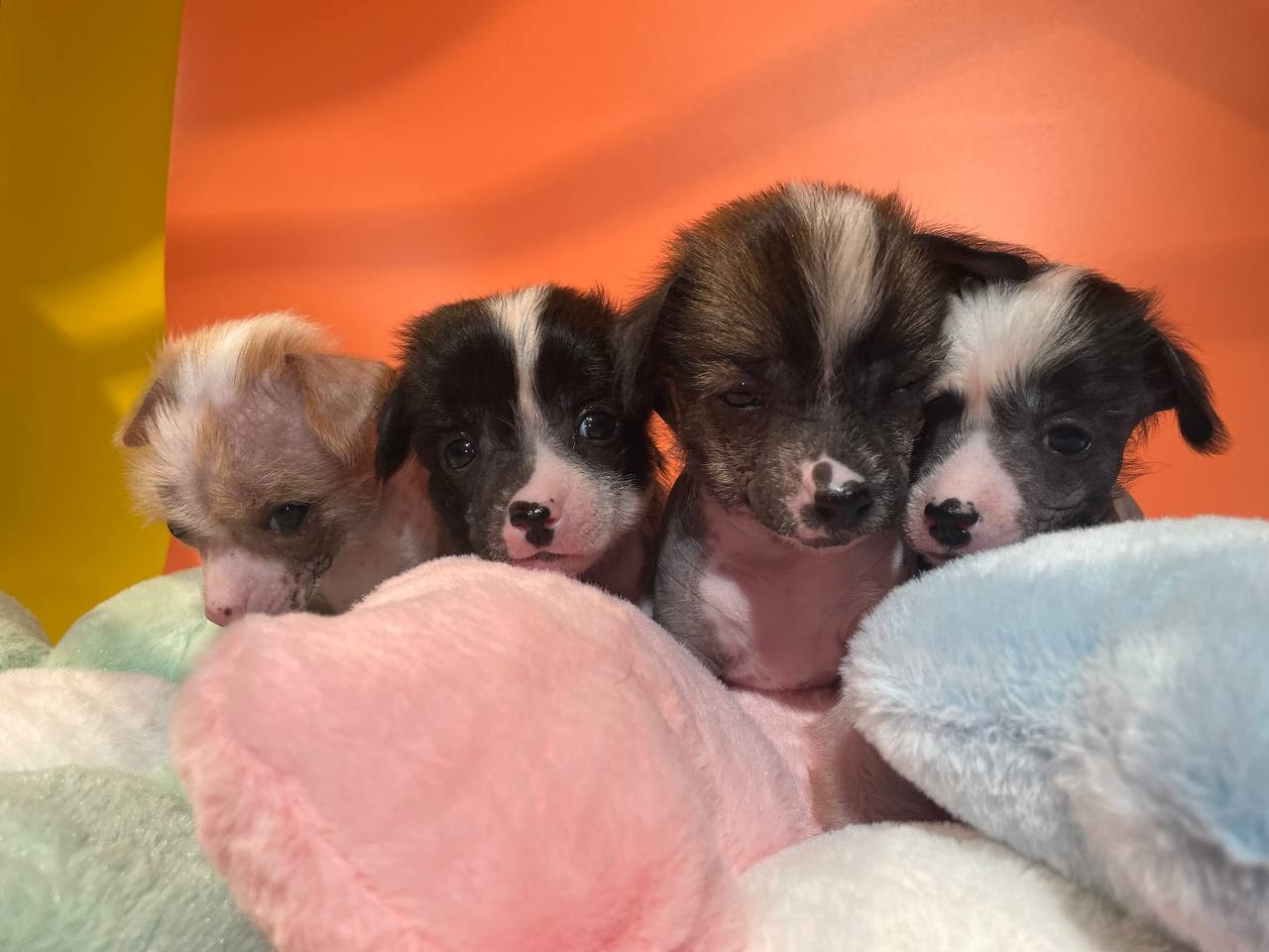 Девочкам помёта «D» месяц. Питомник китайских хохлатых собак Poale Ell: купить щенка