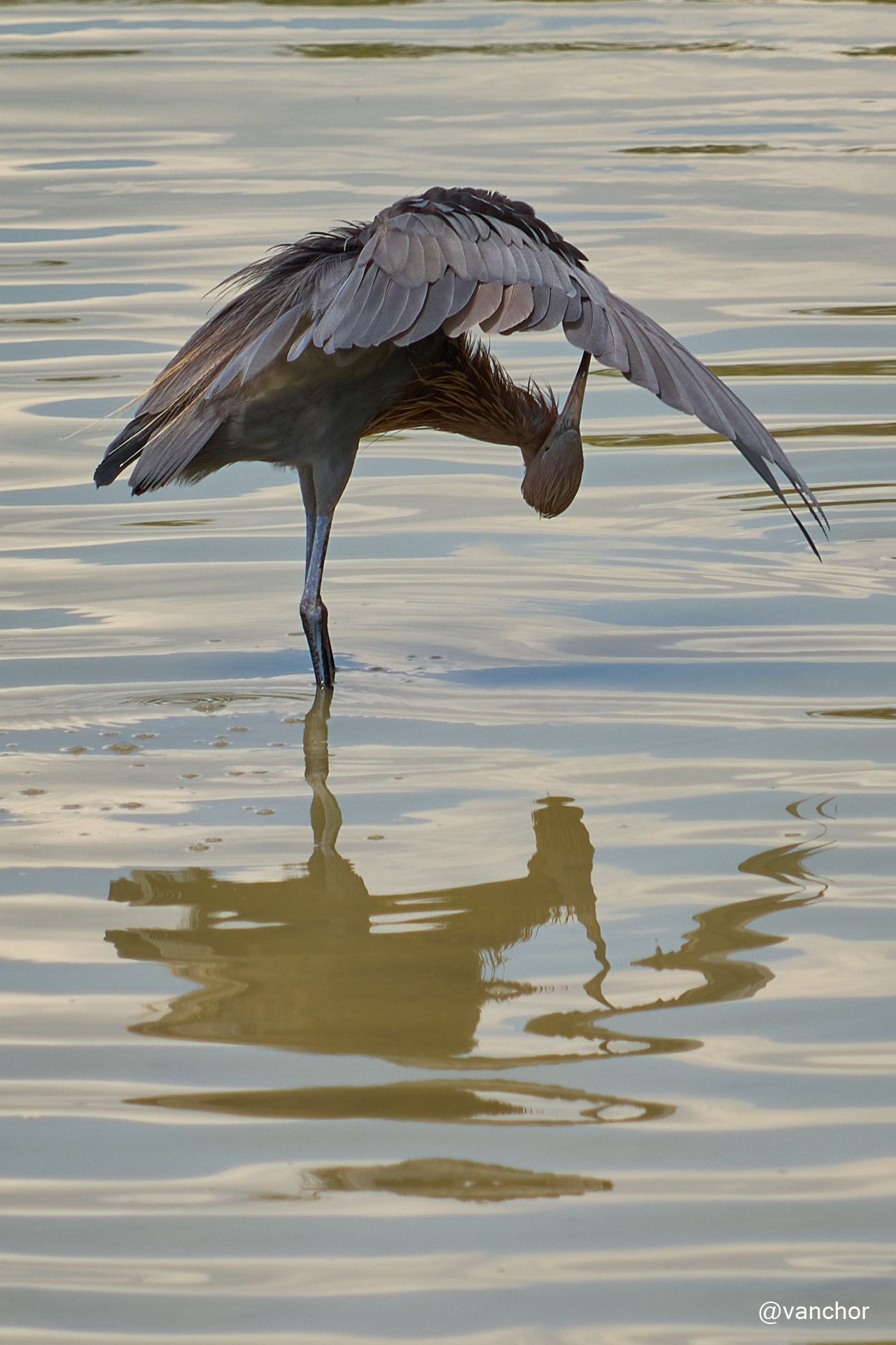 Куба. Сиенага де Сапата. Объектив бродяги