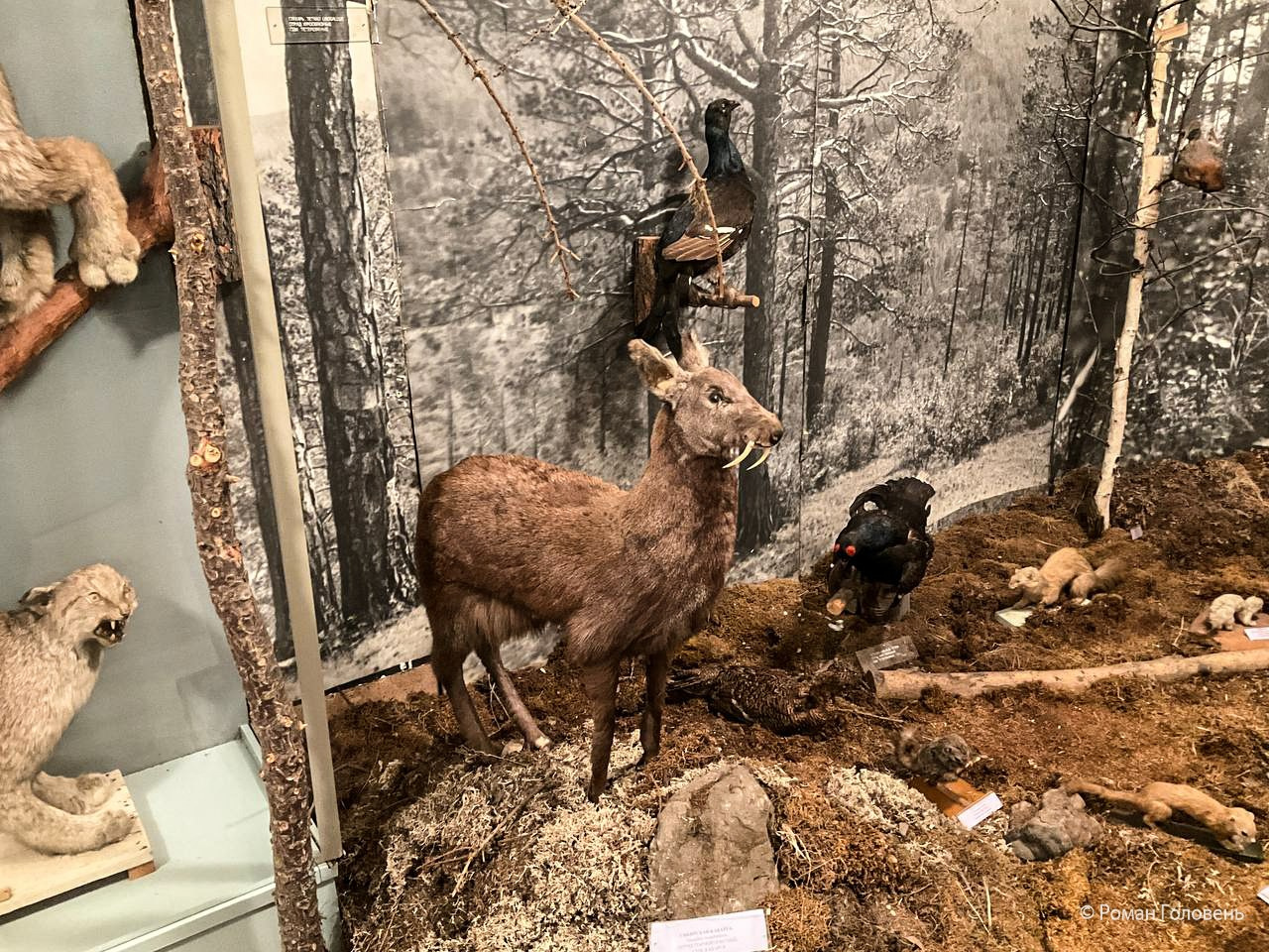 Перегон Cessna-206 из Москвы в Нерюнгри (2023г). Фотоальбом показывающий увлекательный мир авиации и мир медведей Андрея Иванова