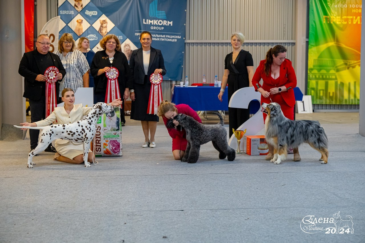 Отзывы. Фотограф анималист Елена Галдина г. Красноярск