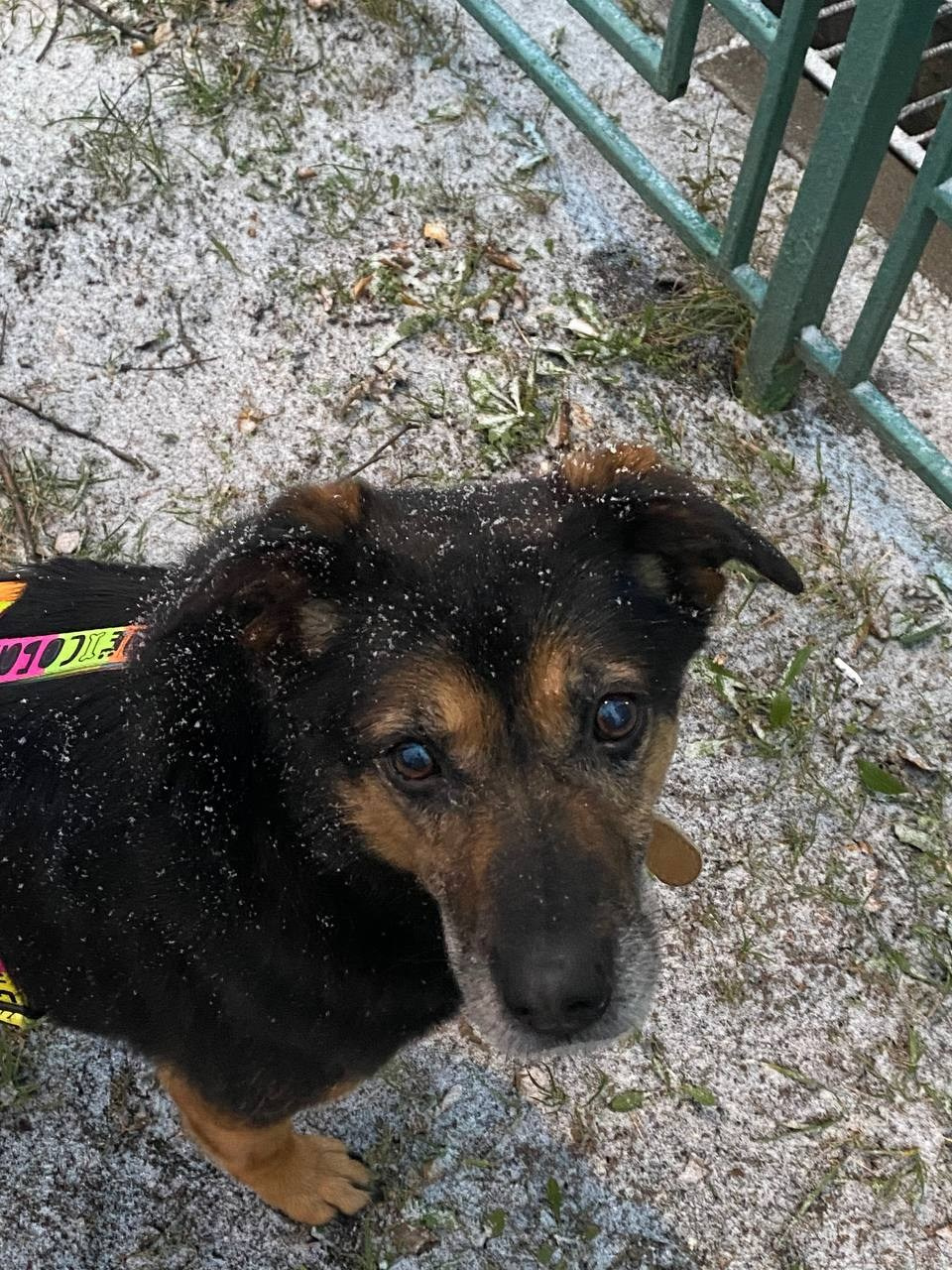 Уже дома. Забери домой друга