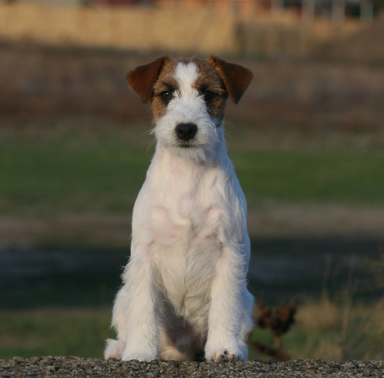 Port Fortis Amore Mio. Lovely-Orange питомник джек рассел терьеров