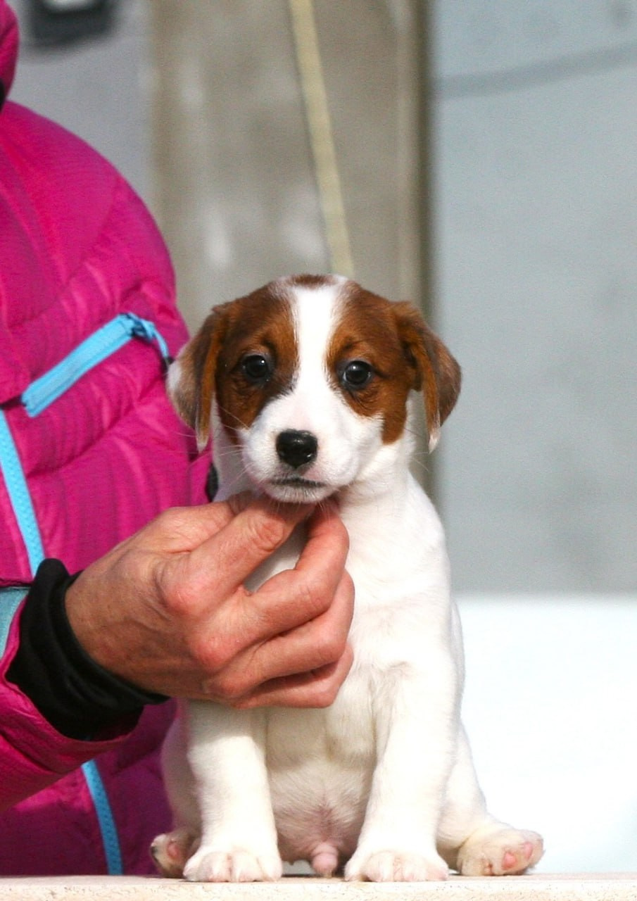 Кобель. Lovely-Orange питомник джек рассел терьеров