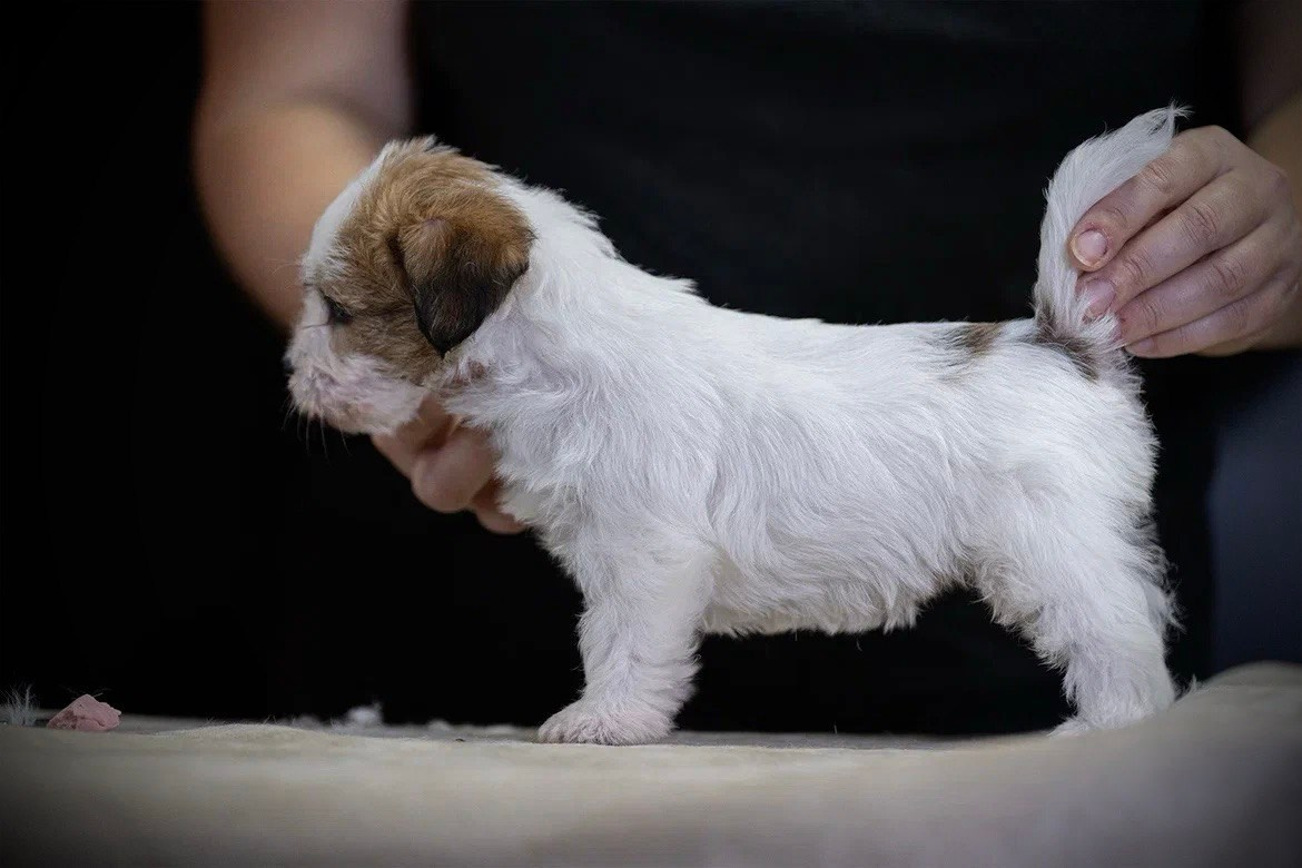 Сука 5. Lovely-Orange питомник джек рассел терьеров