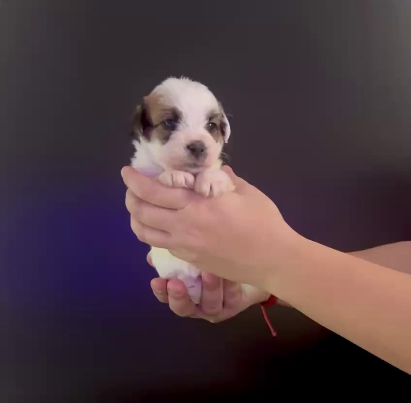 LITTER «M» 11.12.2025. Lovely Orange kennel Jack Russell Terrier FCI/RKF