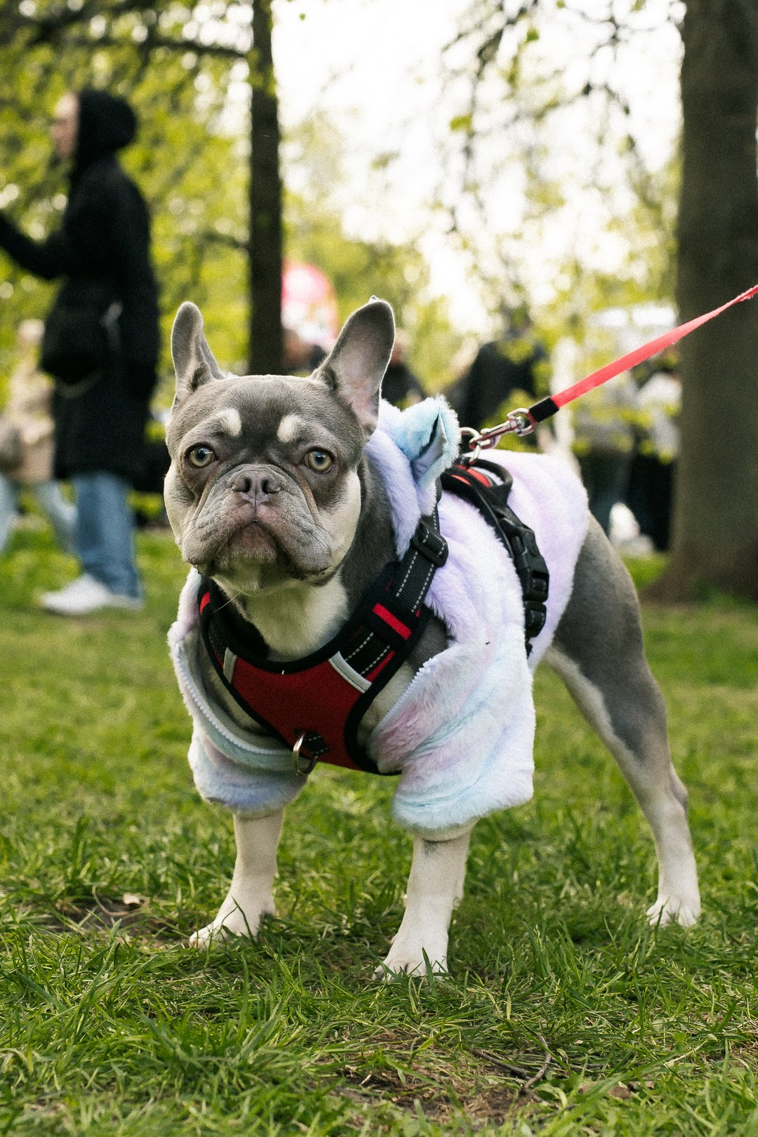 Парад Бульдогов. Axenov_eugene