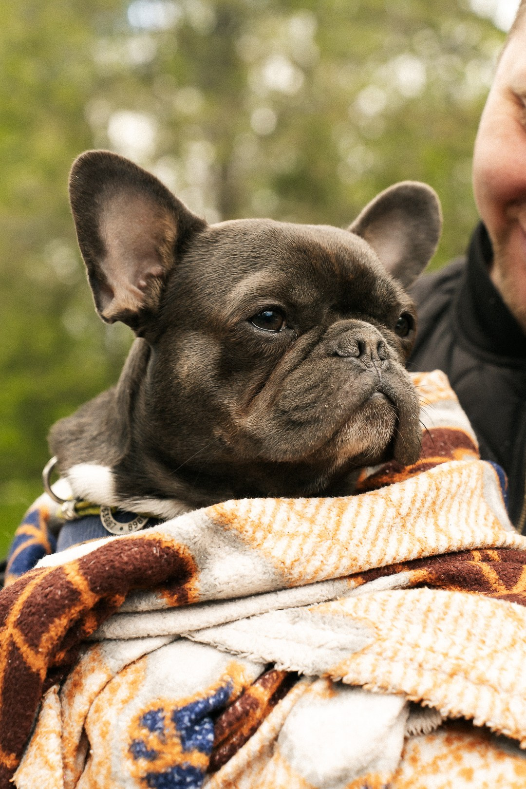 Парад Бульдогов. Axenov_eugene