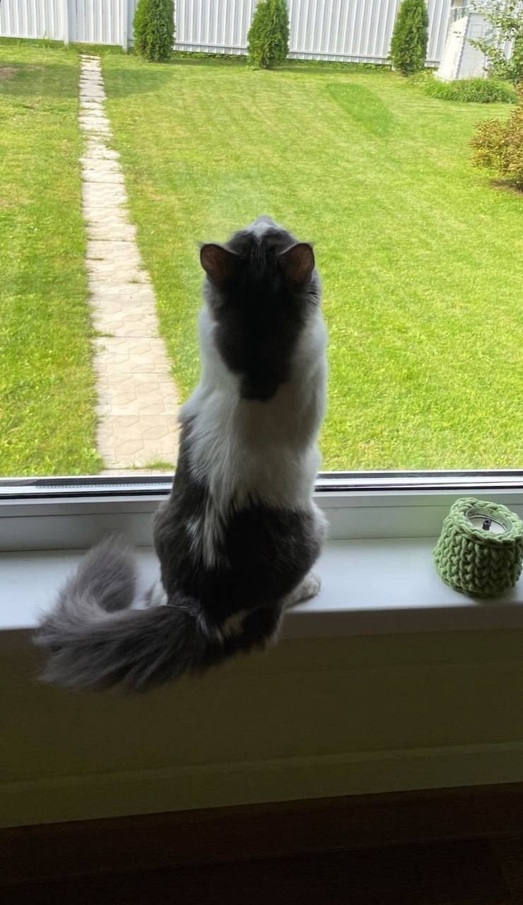 Уже дома. Забери домой друга