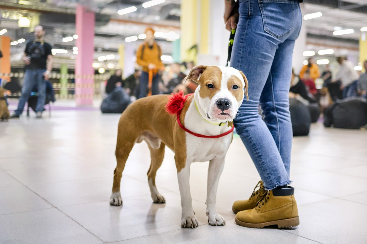 Как я выбираю, на какой объектив снимать животных?