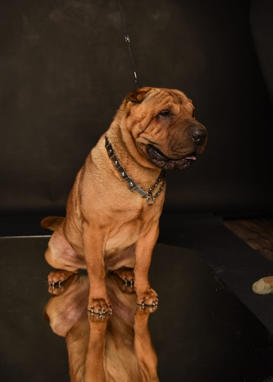 Купить Шарпей Челябинск, Купить Шарпея Челябинск, Купить щенка Шарпей Челябинск, ТОП питомник Шарпеев Челябинск, Питомник Шарпей  Челябинск, 