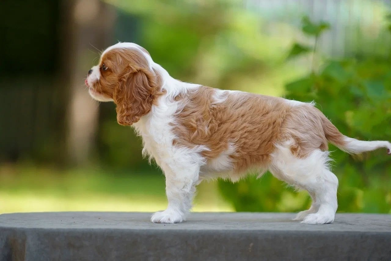 Кобели. Питомник кавалер кинг чарльз спаниелей