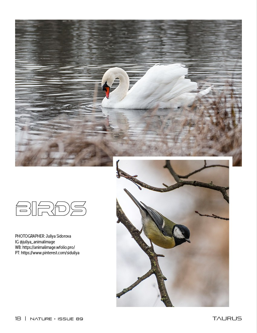 Публикации. Фотограф анималист