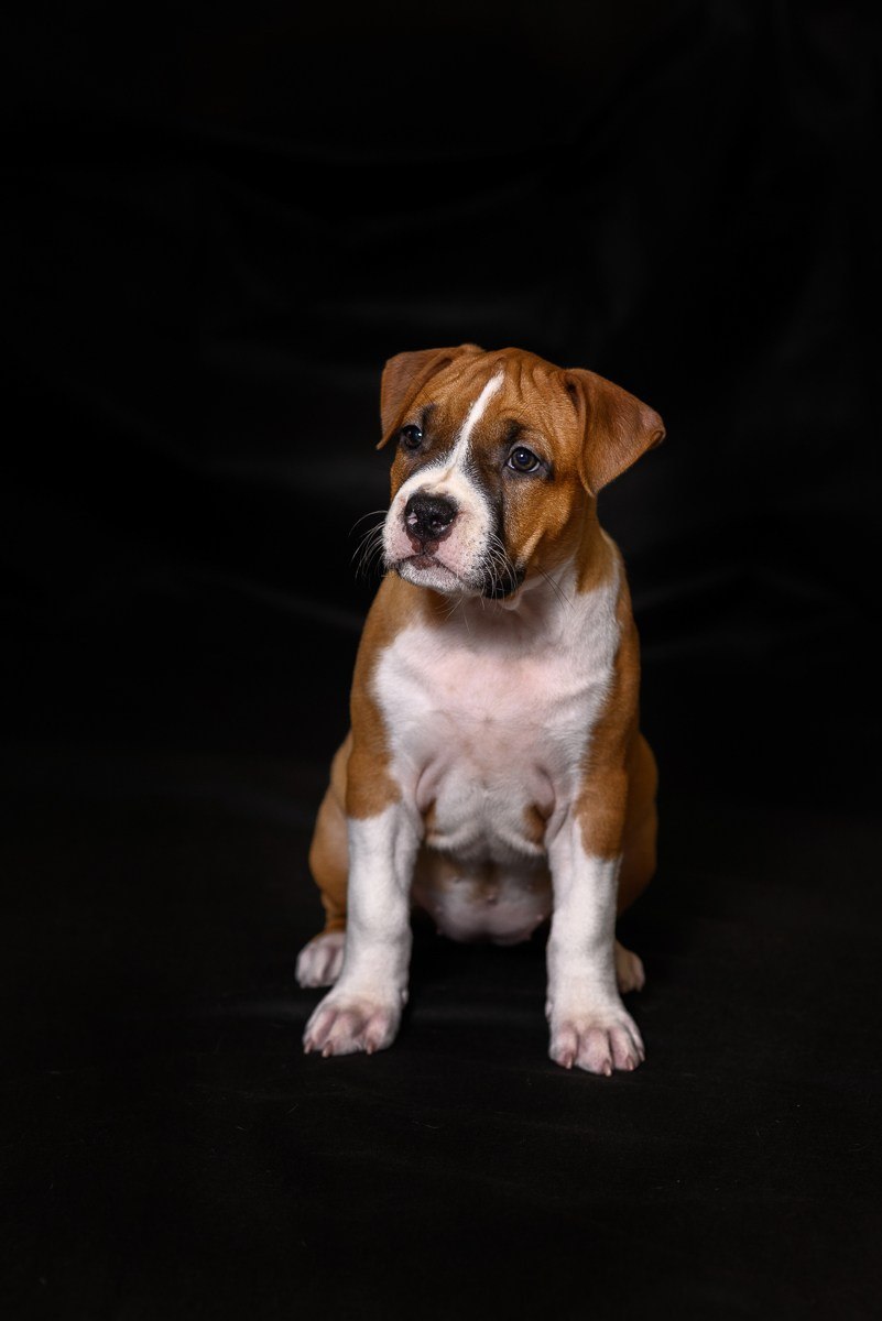 ЖЫВЁЛЫ. Вясельны і партрэтны фатограф Сяргей Клемянок