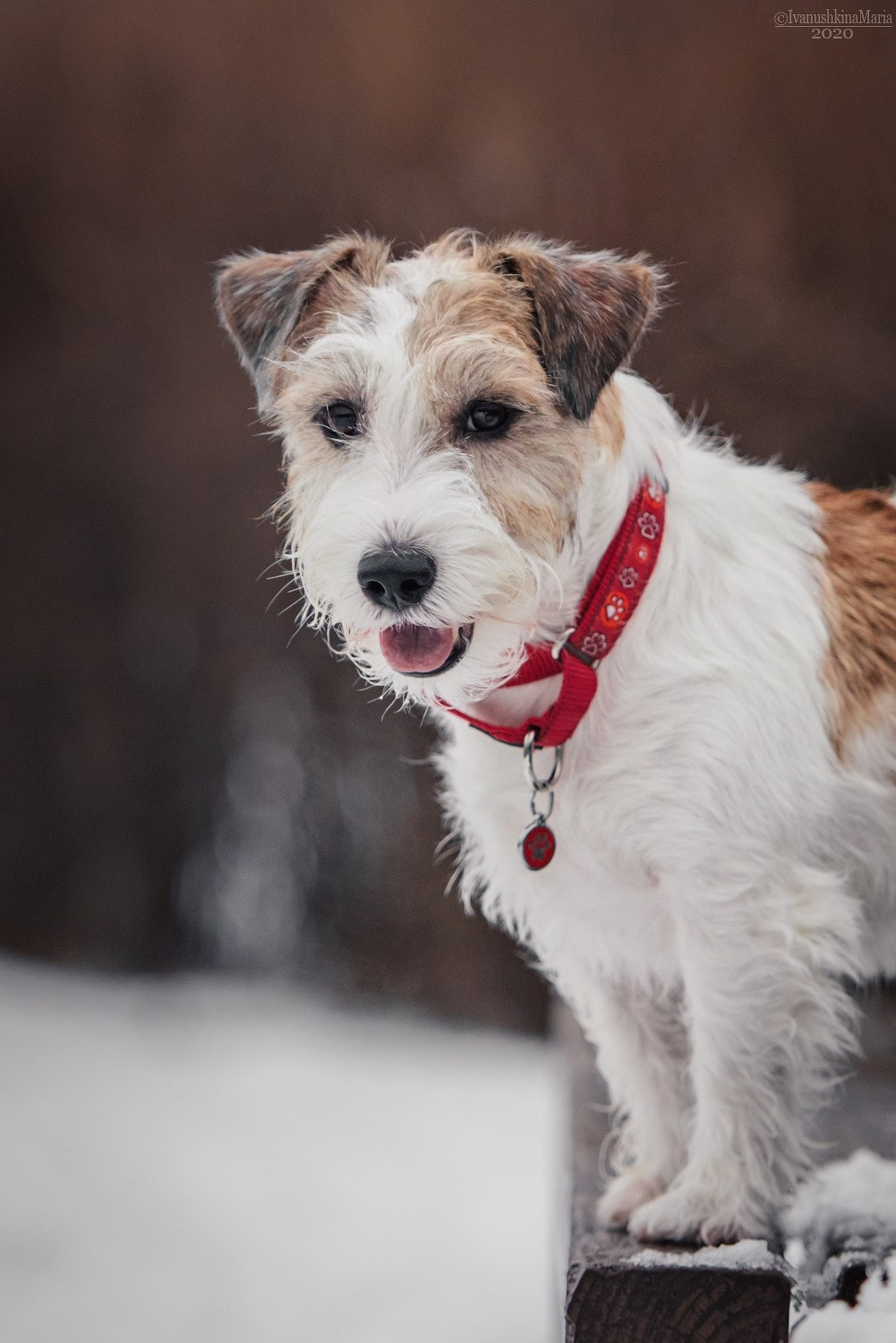 джек рассел терьер