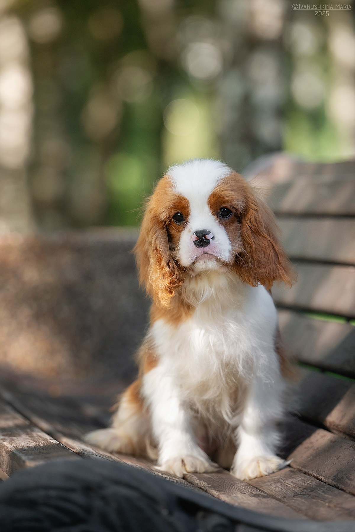 Фотосессия щенков на продажу. Фотограф собак в Москве и Московской области Иванушкина Мария