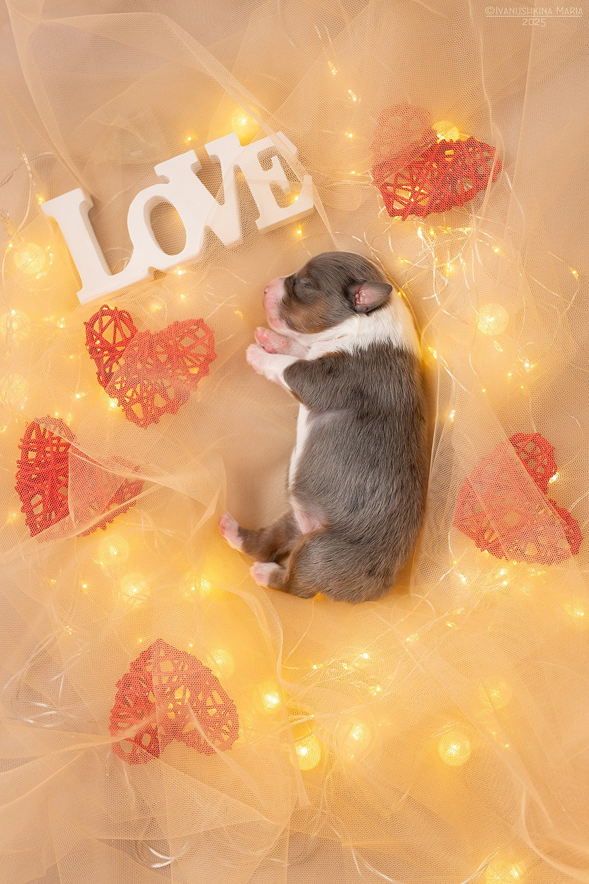 Ньюборн фотосессия щенков. Фотограф собак в Москве и Московской области Иванушкина Мария