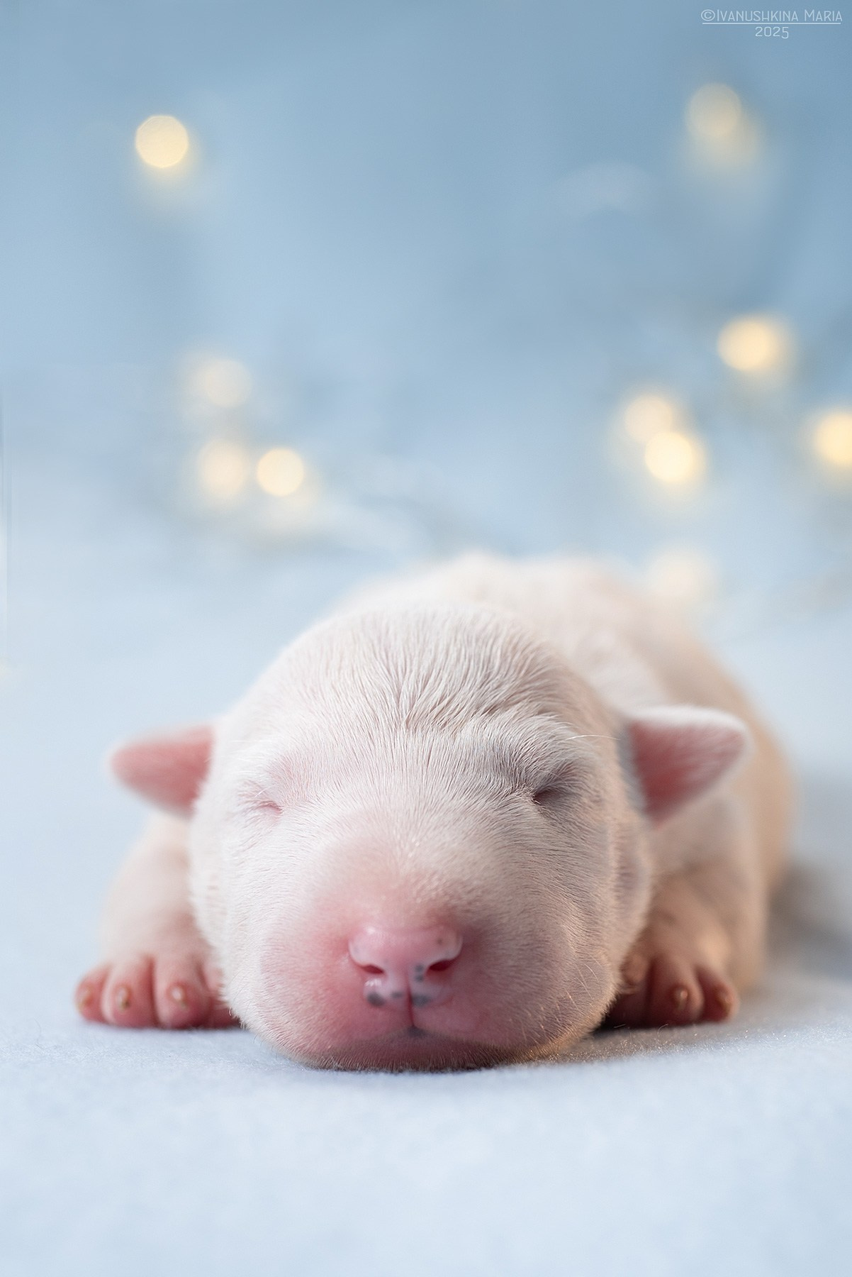 Ньюборн фотосессия щенков. Фотограф собак в Москве и Московской области Иванушкина Мария
