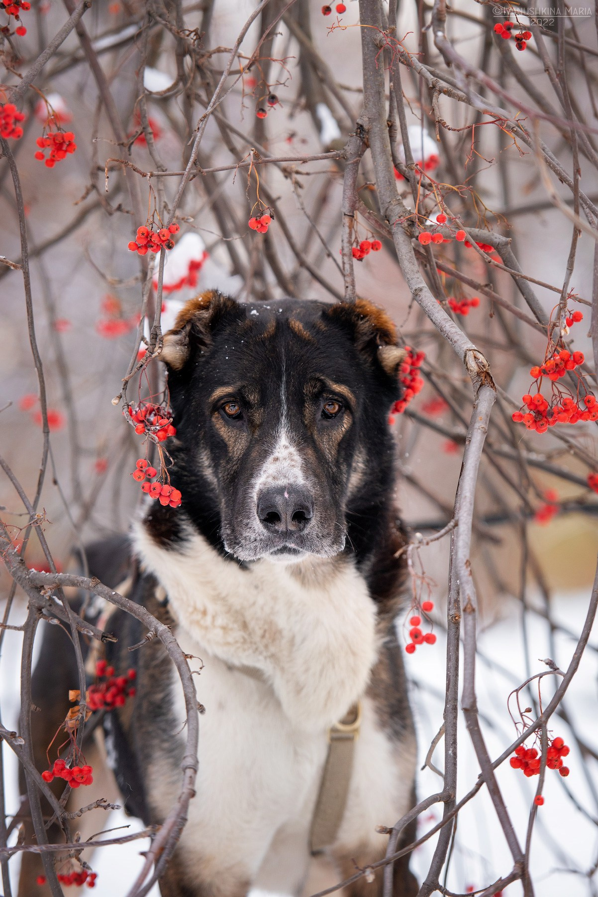 Фотограф-анималист. Фотограф собак в Москве и Московской области Иванушкина Мария