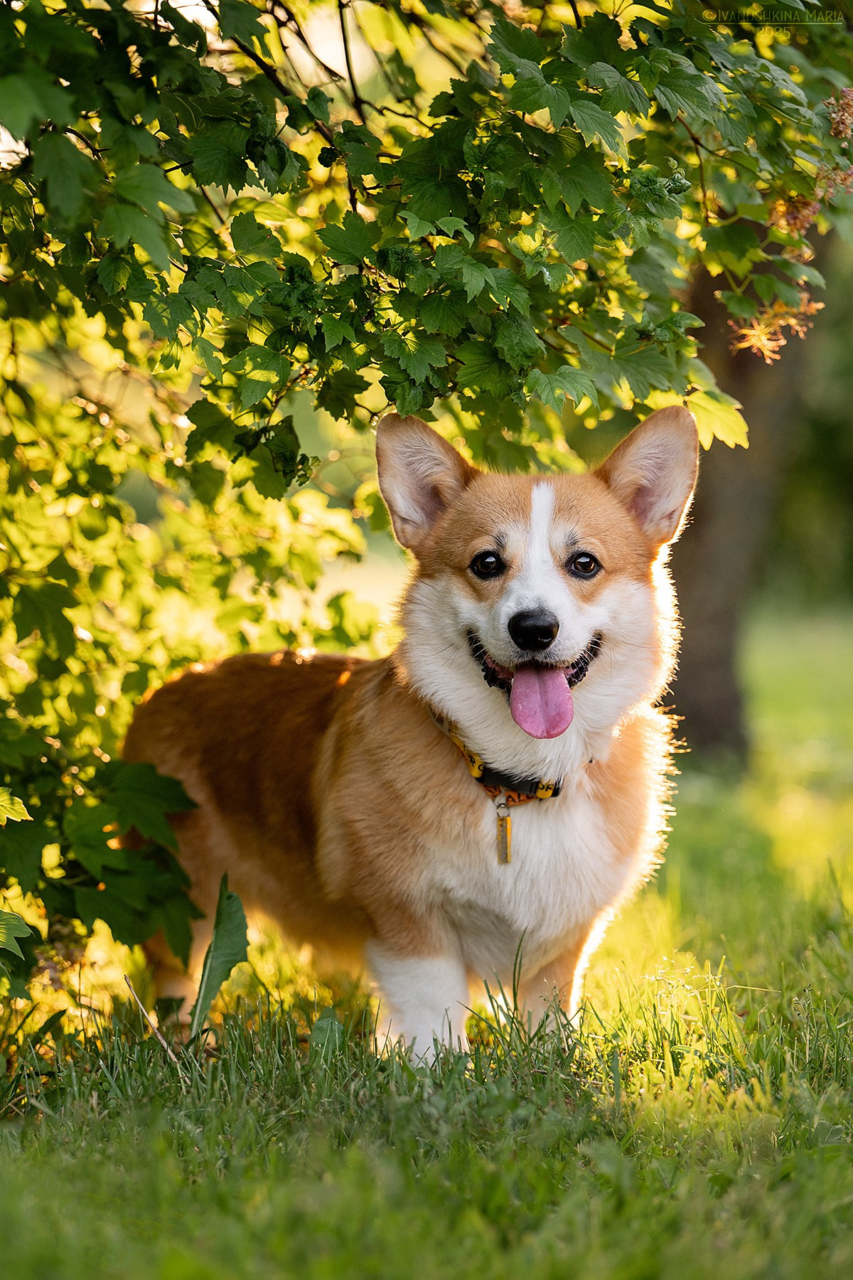 Фотограф-анималист. Фотограф собак в Москве и Московской области Иванушкина Мария