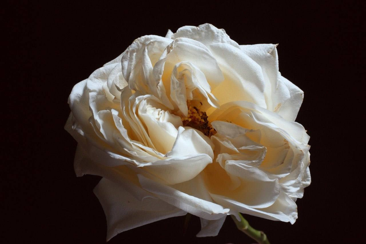 Предметы. Фотограф в Москве Юлия Майорова