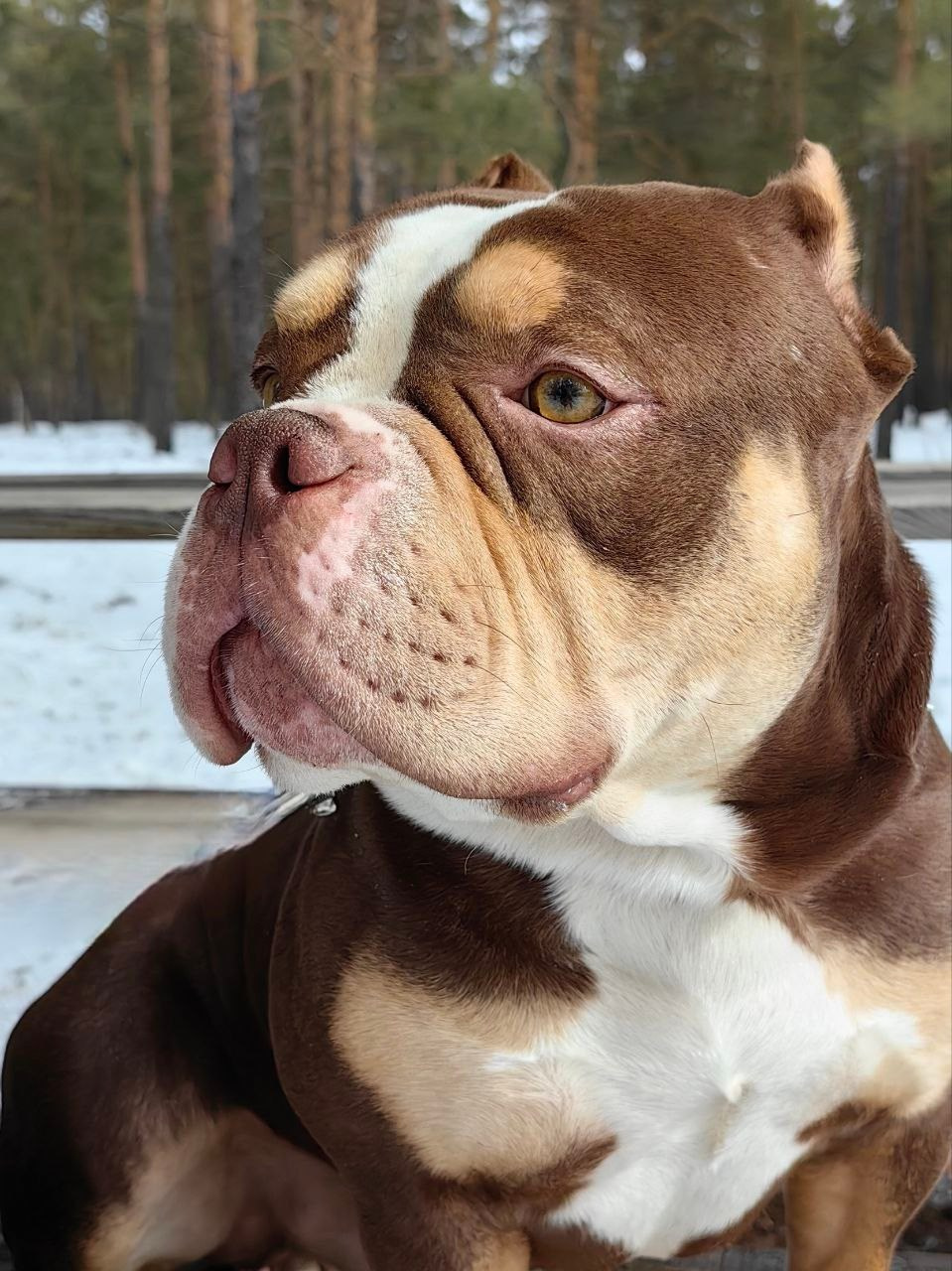 Любимые хвостики