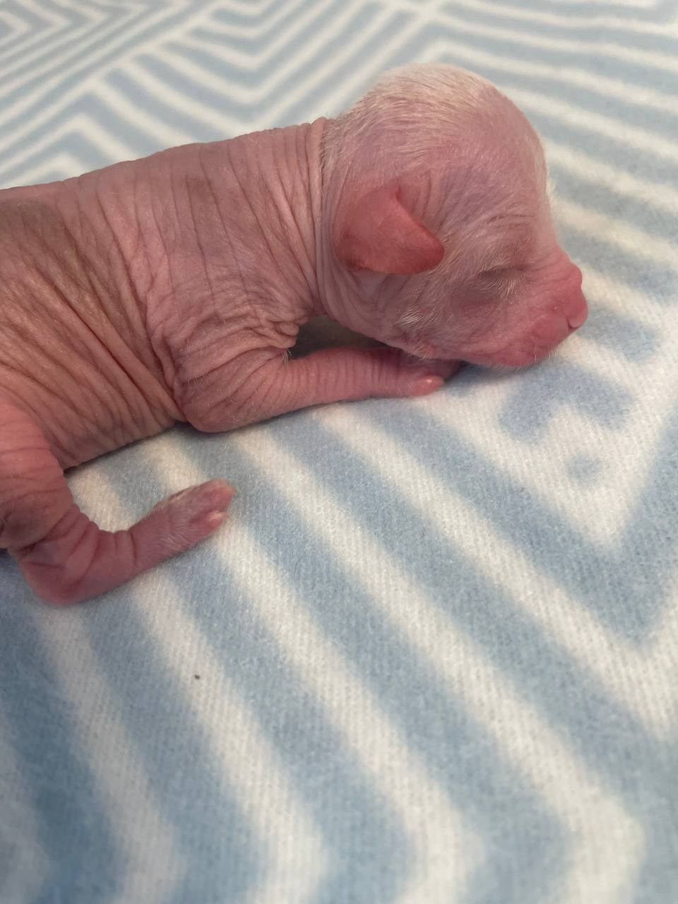 D1 День Рождения