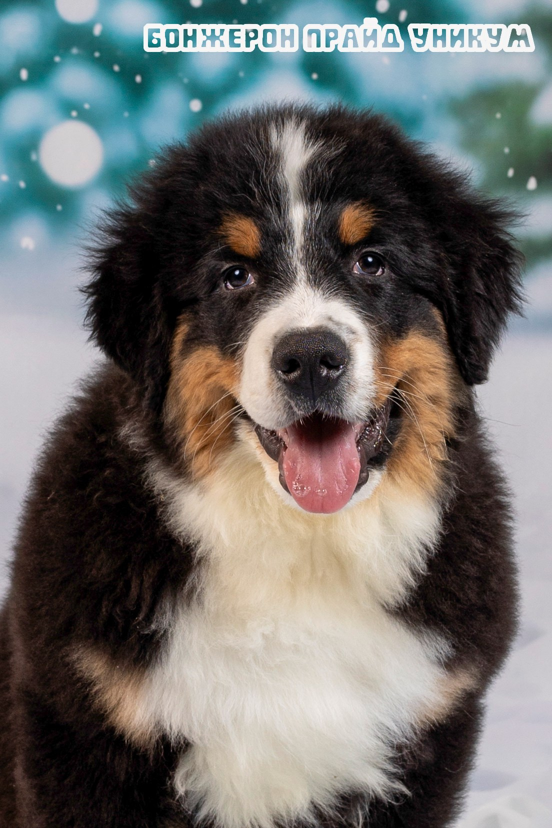 Бонжерон прайд. Фотограф 📸 семейный, предметный, репортажный