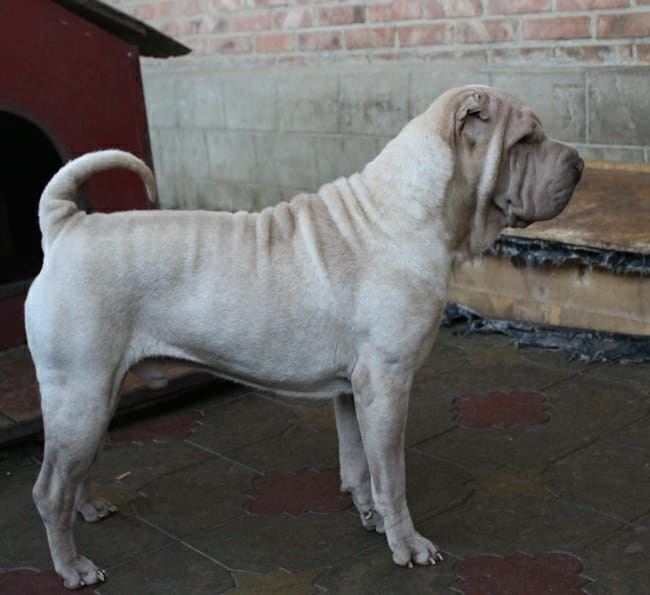 Купить Шарпей Новосибирск, Купить Шарпея Новосибирск, Купить щенка Шарпей Новосибирск, ТОП питомник Шарпеев Новосибирск, Питомник Шарпей  Новосибирск, 