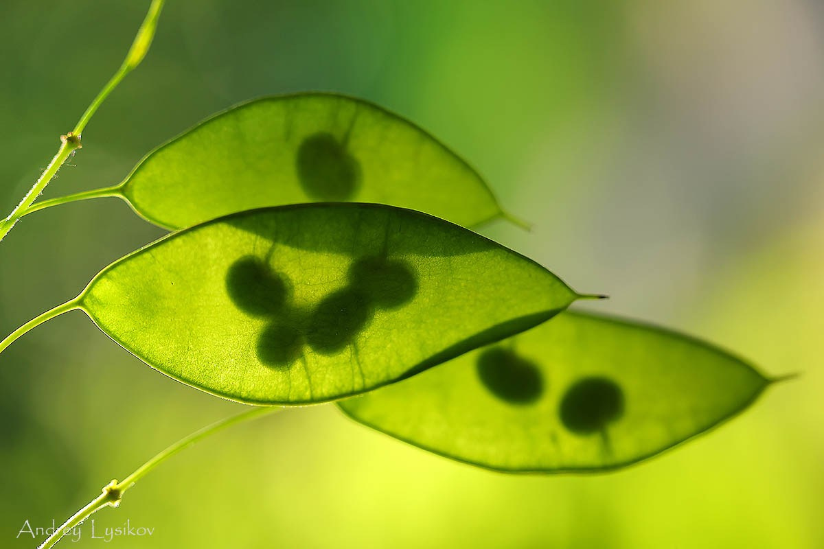 Цветы. Ландшафтный фотограф Андрей Лысиков, Москва