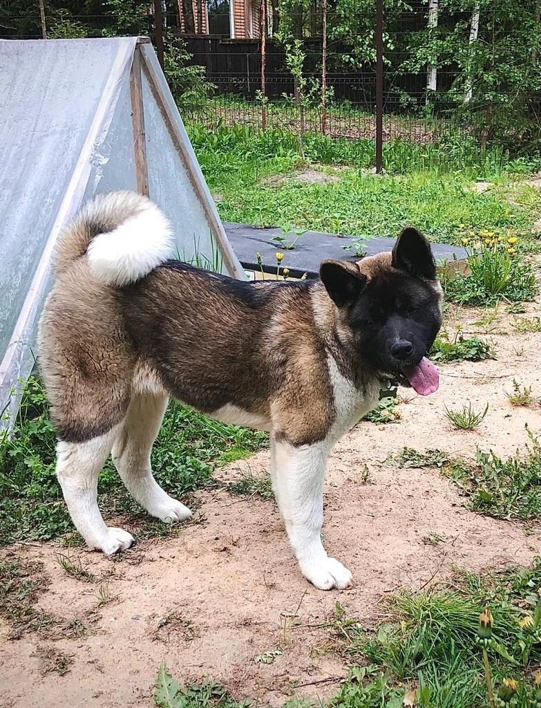 Американская акита Rubylight Sweet dream (RUBYLIGHT BIYA & Dilinze's Hause Orion)