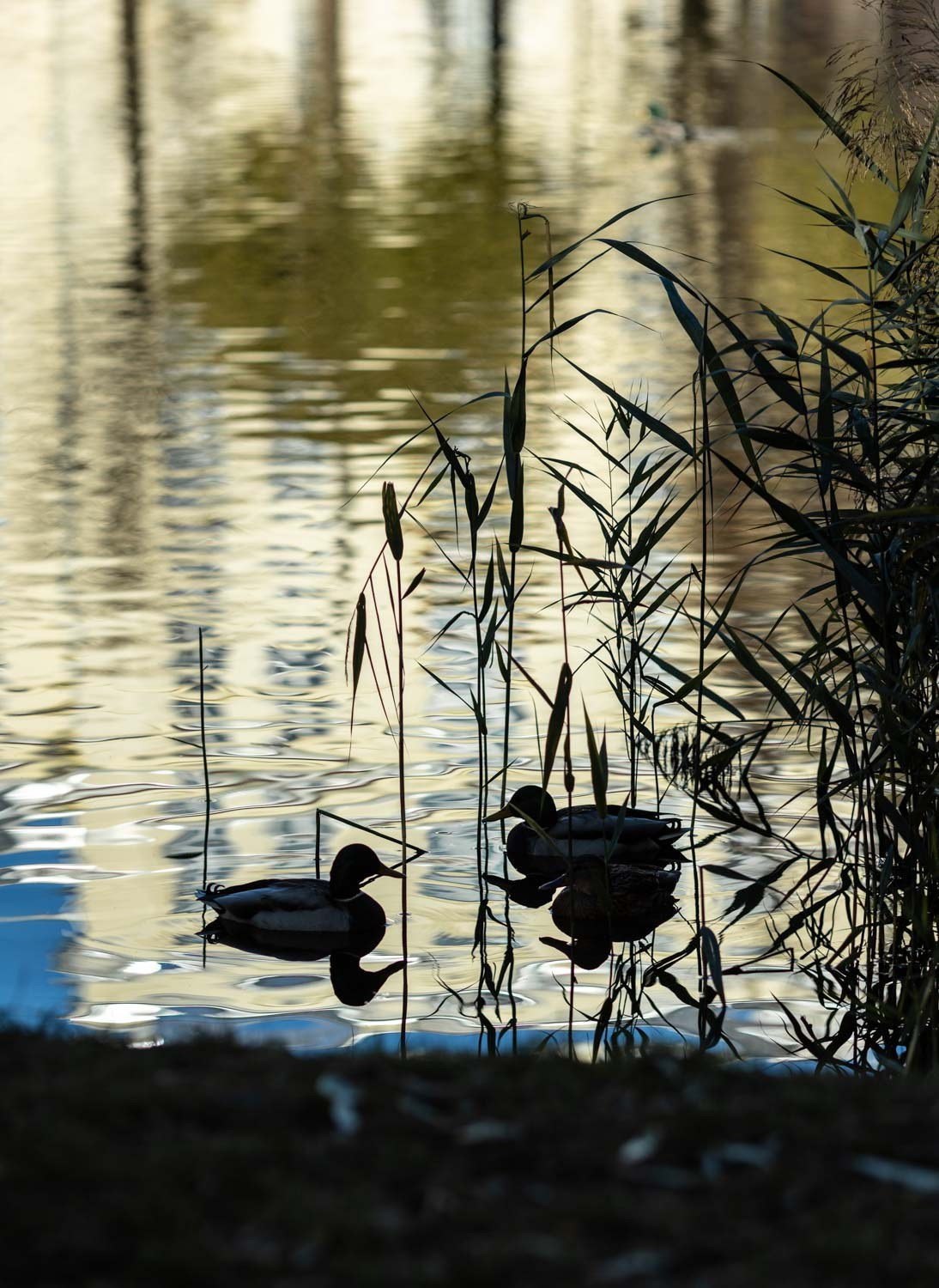 Природные пейзажи. Наталия Клевинскас портретный фотограф в Костроме