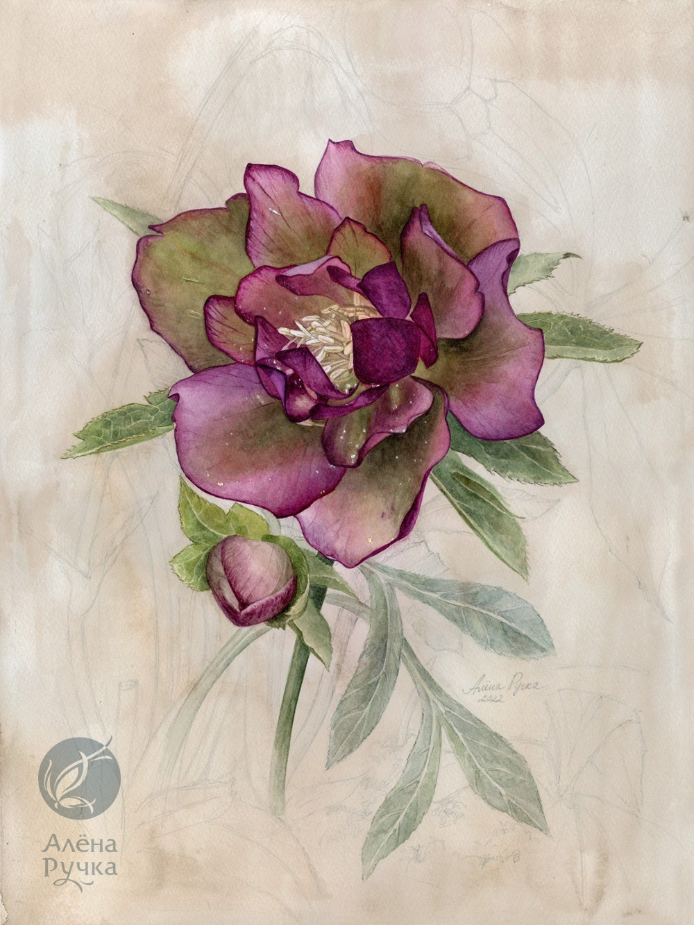 Морозник. 30х40 см. Бумага, акварель, графит. 2022 г.