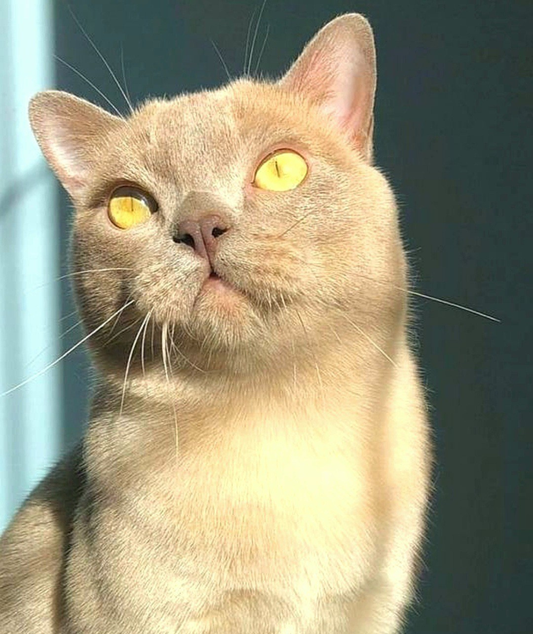 Котёнок американской бурмы. Las Burmas — питомник американской бурмы традиционных линий