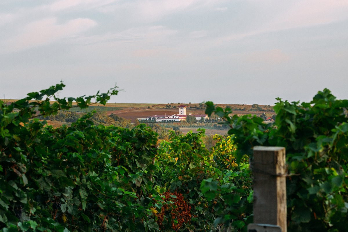 КРАСНОДАРСКИЙ КРАЙ МЕСТА. Свадебный и семейный фотограф/видеограф в Краснодаре Наталья Осинская
