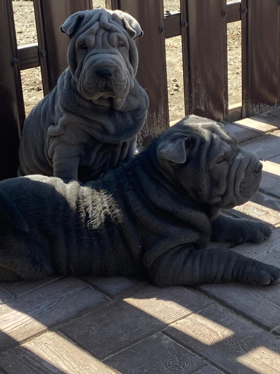 Купить Булли Сокол, Купить Американского Булли Сокол, Американский Булли Сокол, Купить щенка Булли Сокол,  Питомник Американских булли Сокол, 