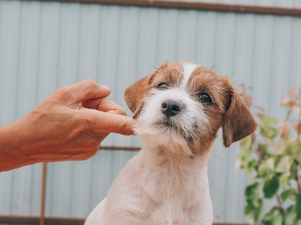 CANE MAESTRO SAYONARA. CANE MAESTRO — kennel Jack Russell Terrier