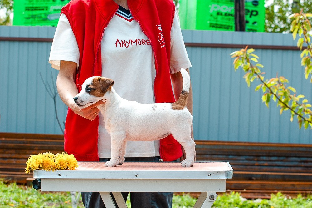 Джек рассел терьер. Гладкошерстная девочка Джек рассел терьер. У нас есть щенки на продажу. Классический окрас. Ровная маска. Джек рассел терьер. Щенки купить в Москве. Отличная анатомия. Ровные лапки. Ровный хвостик и спинка. Для выставок и разведения.