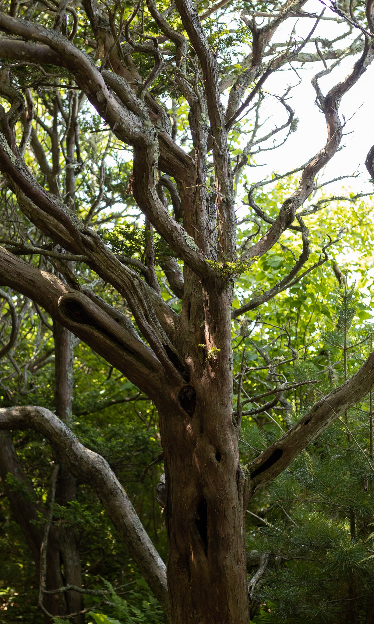 Остров Петрова № 1. Константин Кириченко