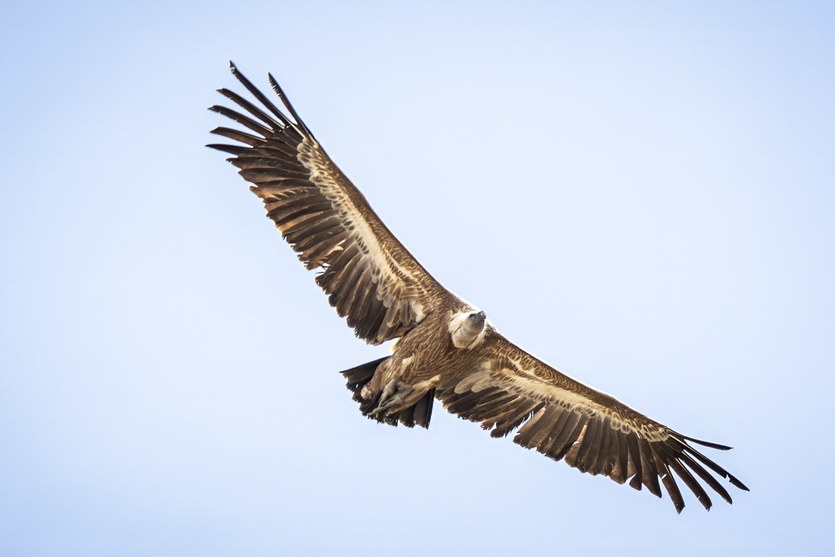 Птицы. Photomantis