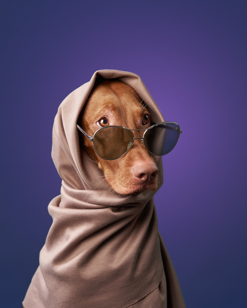 Фотографии собак и кошек в студии Анималистика. Фотограф-анималист Аверьянова Анна — Художественная фотосъёмка собак