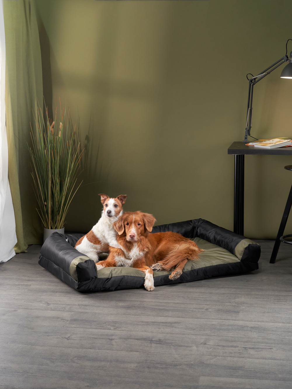 Advertising shooting with animals. Pets in advertising. Dog photographer Averianova Anna — Art photography of dogs