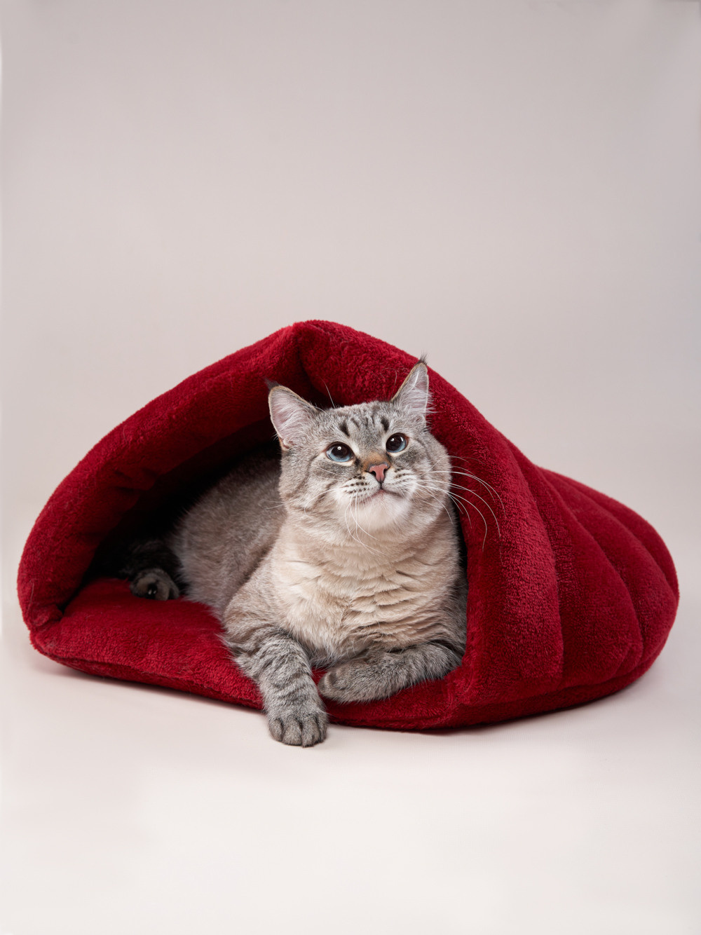 Advertising shooting with animals. Pets in advertising. Dog photographer Averianova Anna — Art photography of dogs