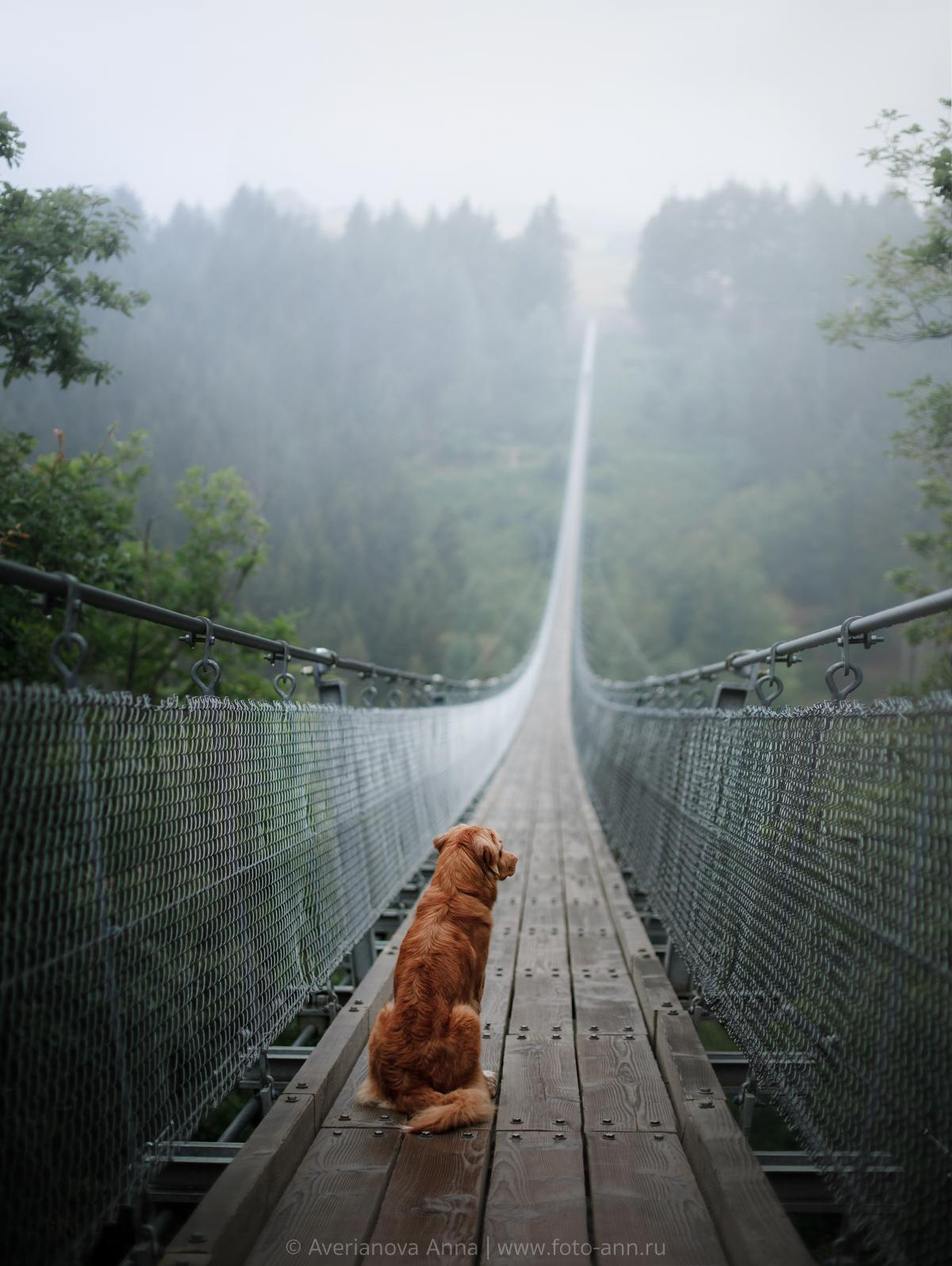 Photo of dogs in nature. landscape with dog. Dog photographer Averianova Anna — Art photography of dogs