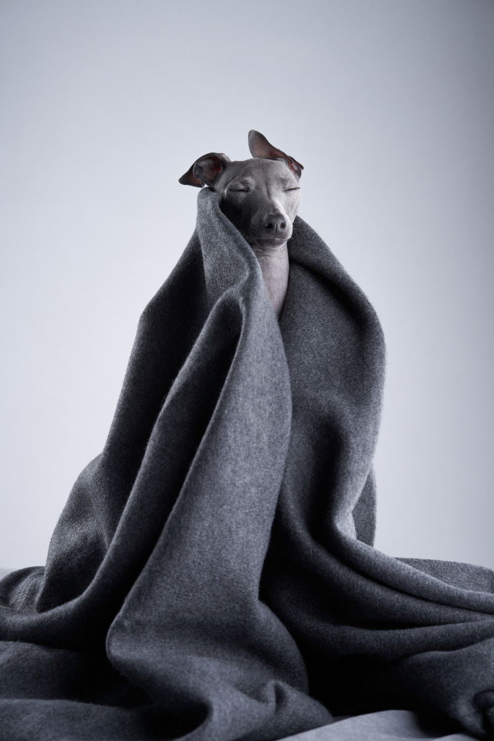 Фотографии собак и кошек в студии Анималистика. Фотограф-анималист Аверьянова Анна — Художественная фотосъёмка собак