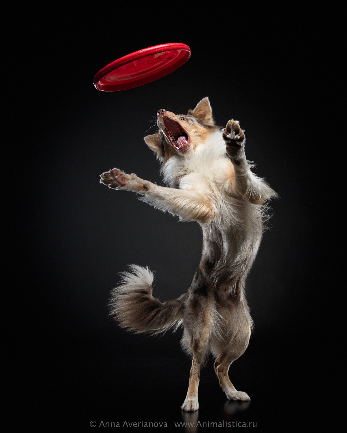 Фотографии собак и кошек в студии Анималистика. Фотограф-анималист Аверьянова Анна — Художественная фотосъёмка собак