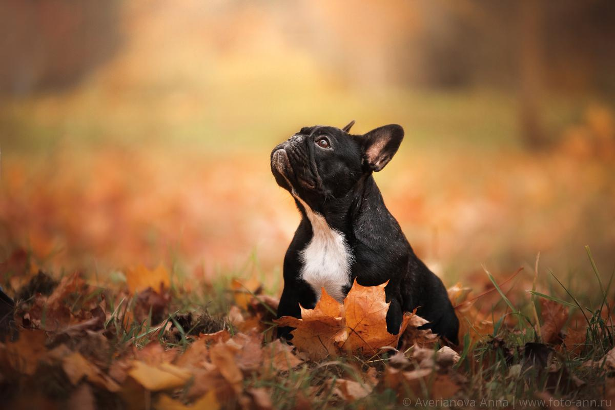 Photo of dogs in nature. landscape with dog. Dog photographer Averianova Anna — Art photography of dogs